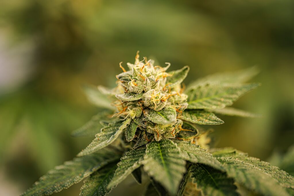 Closeup of marijuana growing